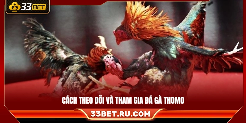 Các bước theo dõi và tham gia đá gà Thomo