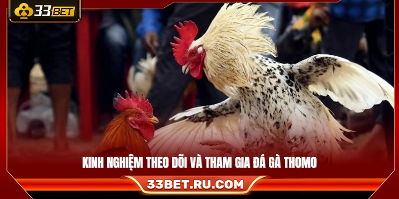 Những kinh nghiệm cần biết khi theo dõi đá gà Thomo